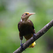 Russet-backed Oropendola