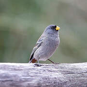 Band-tailed Seedeater