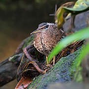 Sunbittern