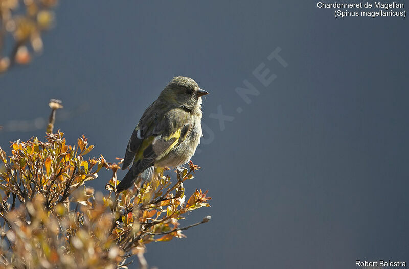 Chardonneret de Magellan