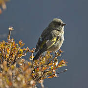 Hooded Siskin