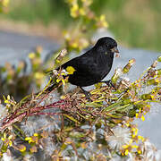 Black Siskin