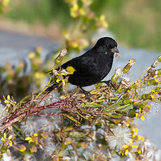 Chardonneret noir