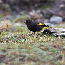 Chardonneret noir