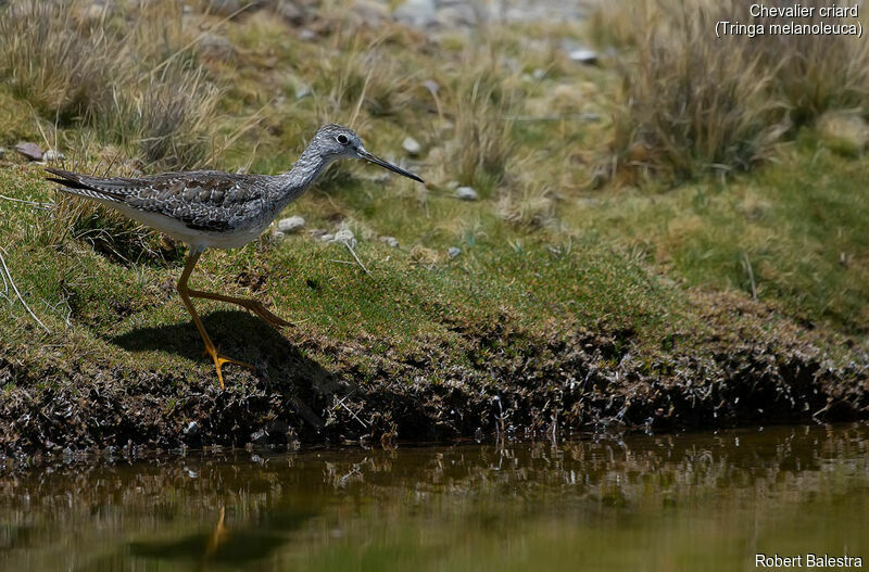 Greater Yellowlegs