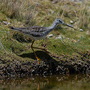 Greater Yellowlegs