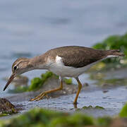 Spotted Sandpiper