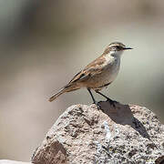 White-winged Cinclodes