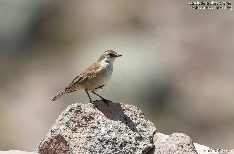 Cream-winged Cinclodes