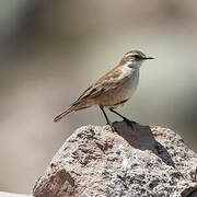 Cream-winged Cinclodes