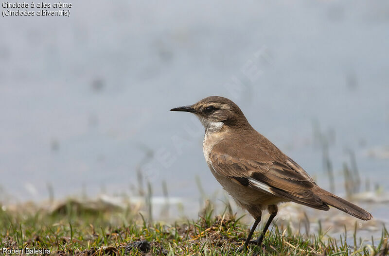 Cream-winged Cinclodes