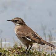 Cream-winged Cinclodes