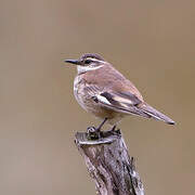 Cream-winged Cinclodes