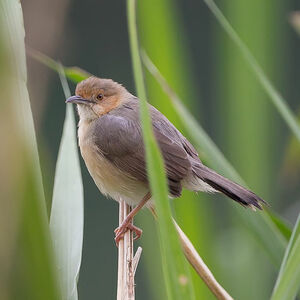 Red-faced Cisticola - Cisticola erythrops