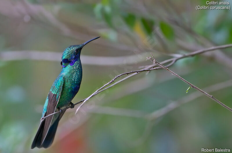 Sparkling Violetear