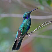 Sparkling Violetear