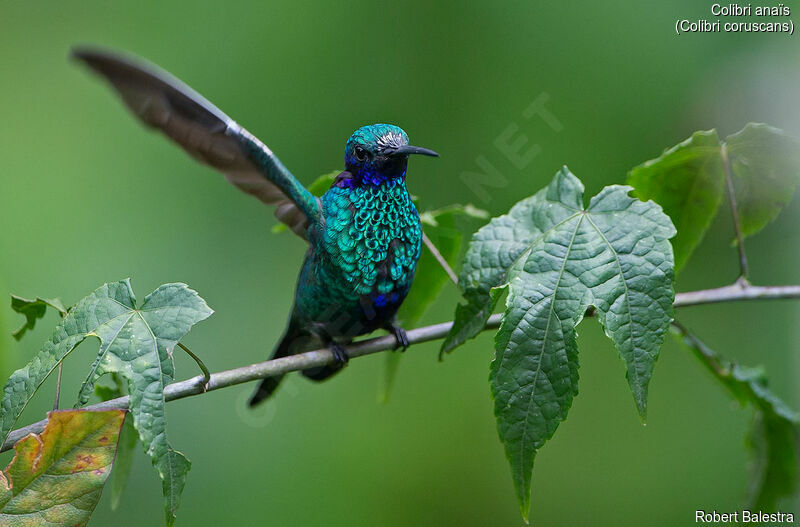 Colibri anaïs mâle