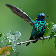 Sparkling Violetear