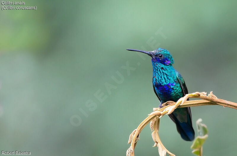 Sparkling Violetear male