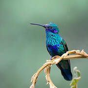 Sparkling Violetear