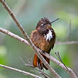 Colibri de Castelneau