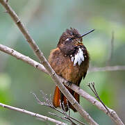 White-tufted Sunbeam