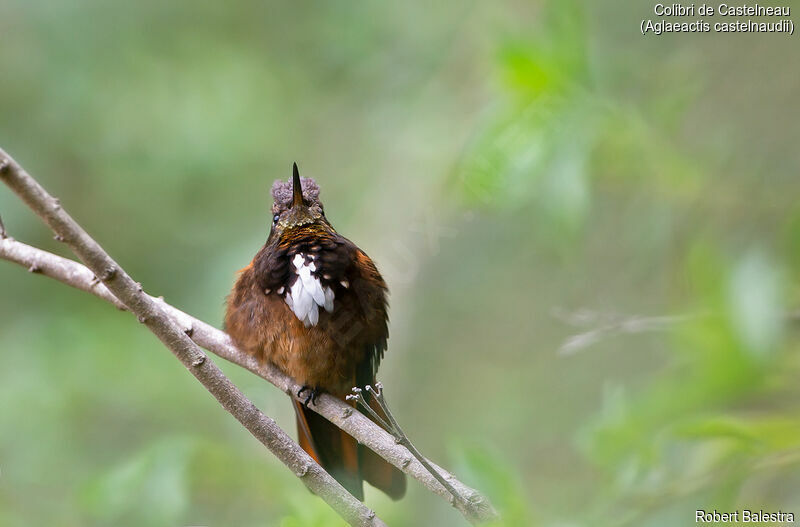 Colibri de Castelneau