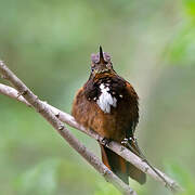 White-tufted Sunbeam