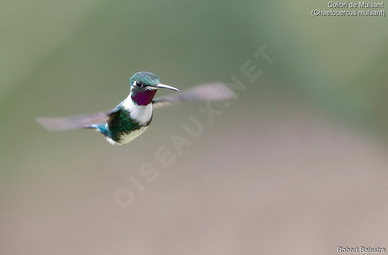 White-bellied Woodstar male