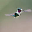 Colibri de Mulsant