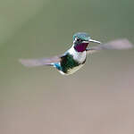 Colibri de Mulsant