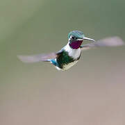 Colibri de Mulsant