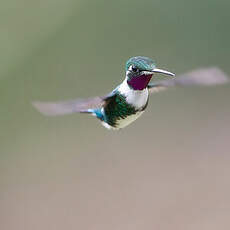 Colibri de Mulsant