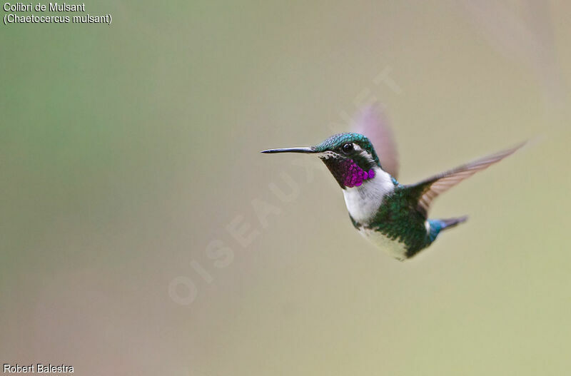 White-bellied Woodstar