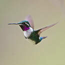 Colibri de Mulsant