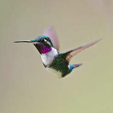 Colibri de Mulsant