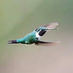 Colibri de Mulsant