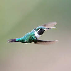 Colibri de Mulsant