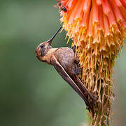 Colibri étincelant