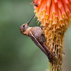 Colibri étincelant