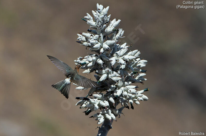 Colibri géant