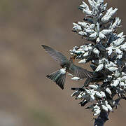 Giant Hummingbird