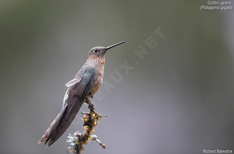 Giant Hummingbird