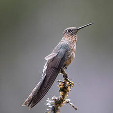 Colibri géant