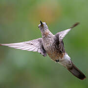 Giant Hummingbird