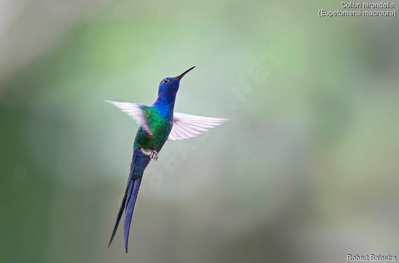 Colibri hirondelle