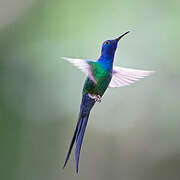 Swallow-tailed Hummingbird