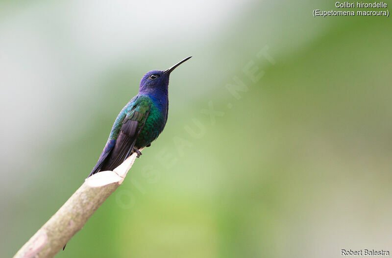 Colibri hirondelle