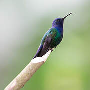 Swallow-tailed Hummingbird