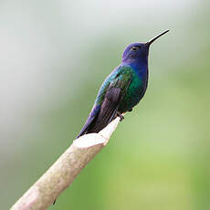 Colibri hirondelle